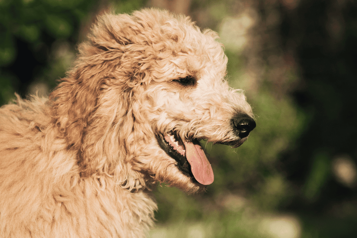 Are Goldendoodles Low Maintenance Goldendoodle Advice