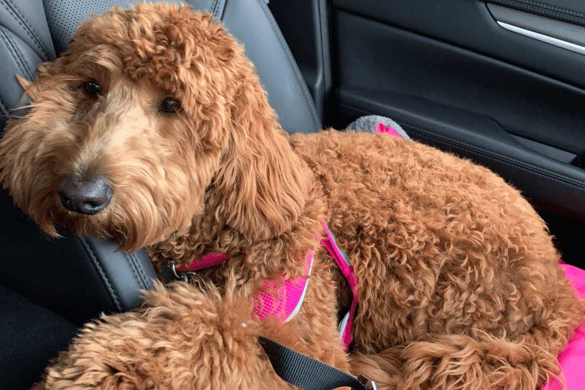 Goldendoodles & Hypoallergenic Claims Unveiling the Science