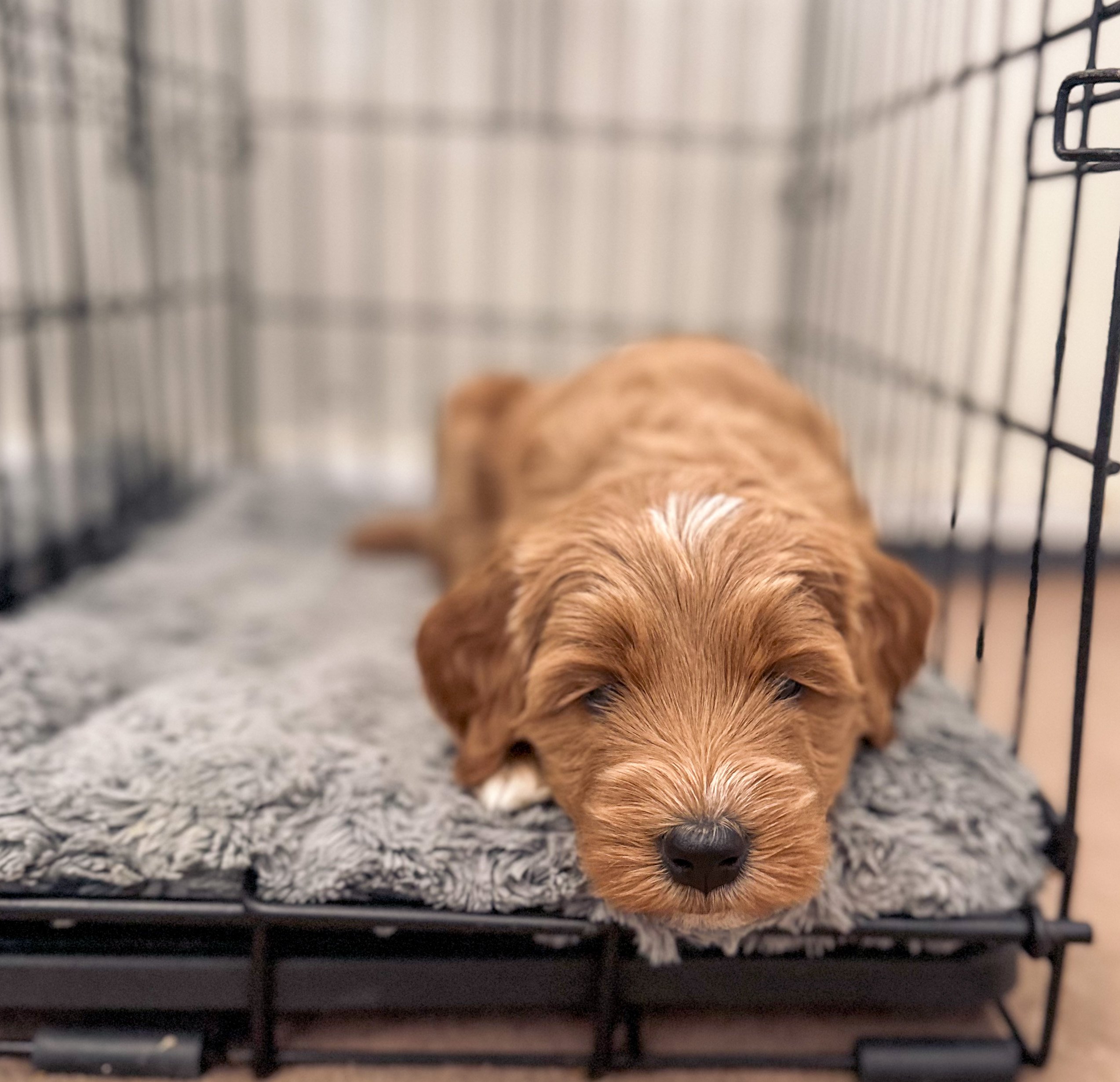 Curated visual reference: Fresh Look at The Perfect Crate Size For A Mini Goldendoodle