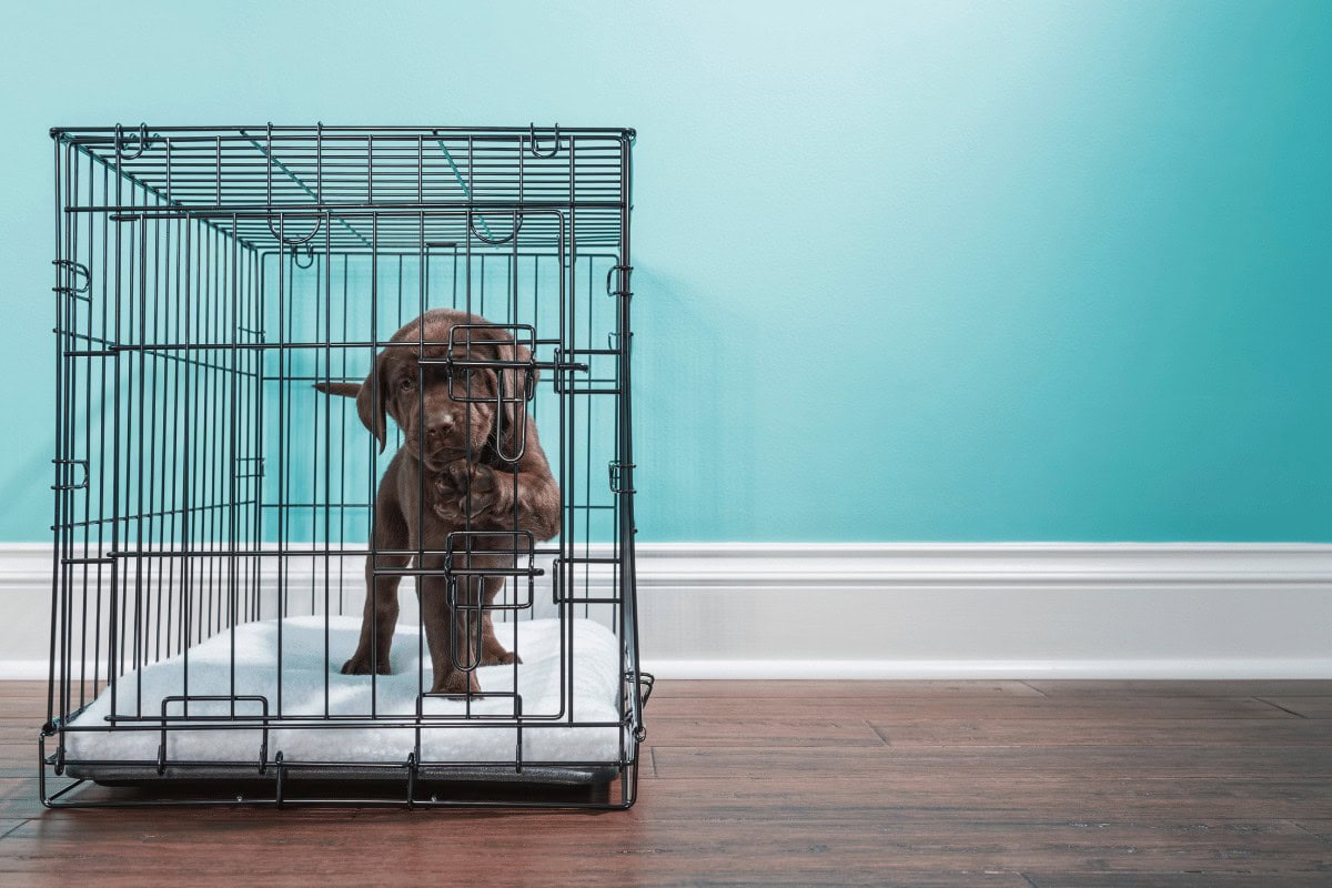 Picture of Biggest Crate Training Mistake New Puppy Owners Make